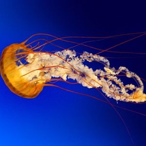 Meet your Posher, Nina